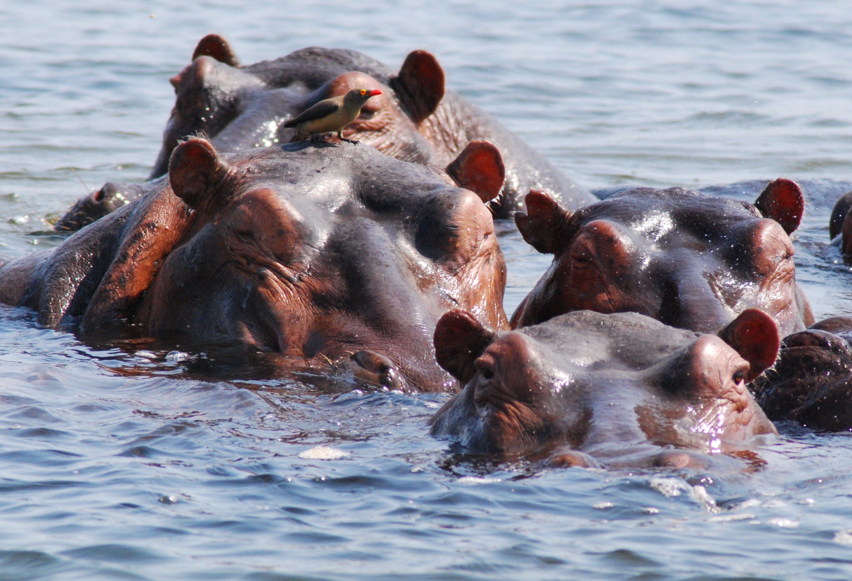 Hippos in Zambia